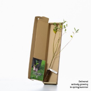 Goat willow sapling in a box
