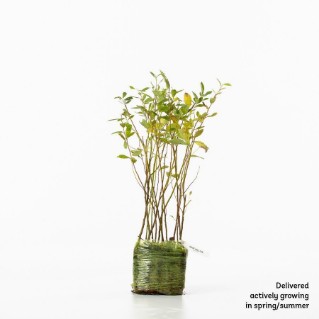 15 Goat willow saplings