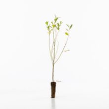 Goat willow sapling Goat willow sapling