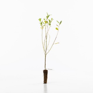 Goat willow sapling