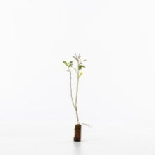 Grey willow sapling Grey willow sapling