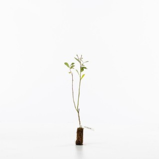 Grey willow sapling