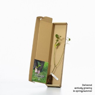 Grey willow sapling in a box