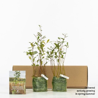 30 Grey willow saplings