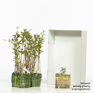 60 Grey willow saplings