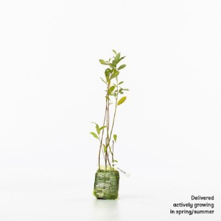 4 Grey willow saplings