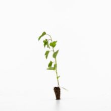 Guelder rose sapling Guelder rose sapling