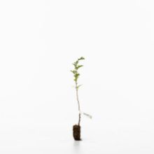 Hawthorn sapling Hawthorn sapling