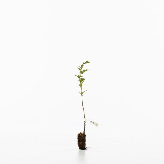 Hawthorn sapling