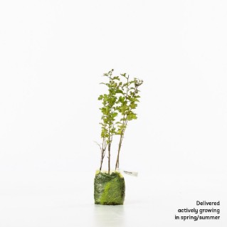 4 Hawthorn sapling