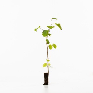 Hazel Sapling
