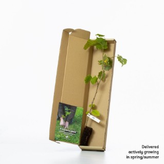 Hazel Sapling in a box