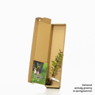 Holly sapling in a box