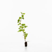 Hornbeam sapling Hornbeam sapling