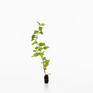 Hornbeam sapling