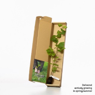 Hornbeam sapling in a box