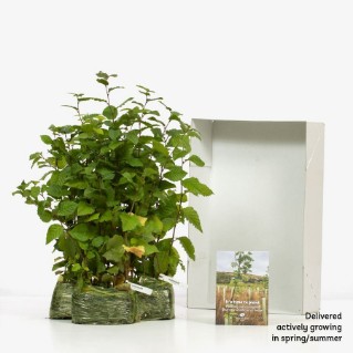 45 Hornbeam saplings