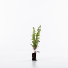 Single juniper sapling 	Single juniper sapling