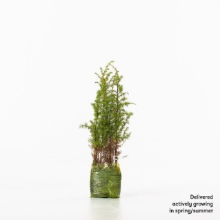 4 juniper sapling