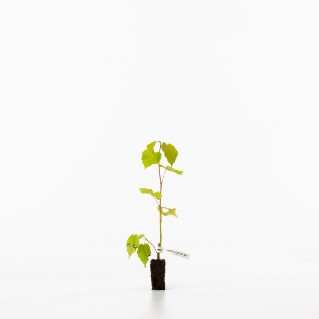 large leaved lime sapling