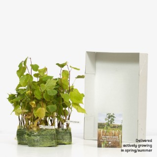 45 large leaved lime sapling