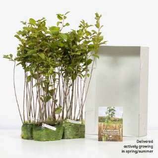 60 Purging buckthorn saplings