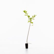 Purging buckthorn sapling Purging buckthorn sapling