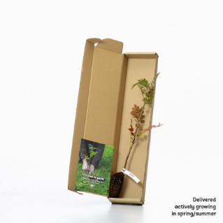 Rowan sapling in a box