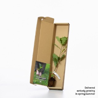 Sessile oak in a box