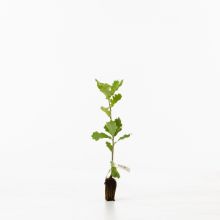 Sessile Oak sapling Sessile Oak sapling