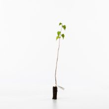 silver birch sapling silver birch sapling