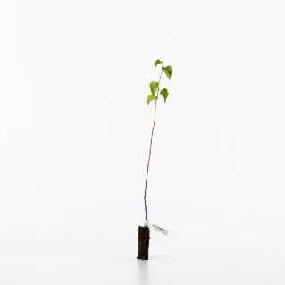 silver birch sapling