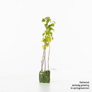 4 silver birch sapling