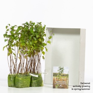 60 silver birch saplings