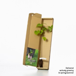 Small leaved lime in a box