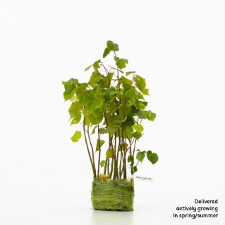 15 Small leaved lime