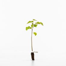 Small leaved lime sapling Small leaved lime sapling