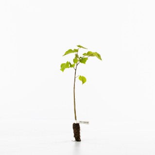 Small leaved lime sapling