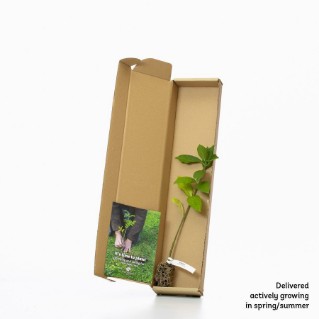 Spindle sapling in a box