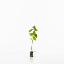 Spindle sapling Spindle sapling