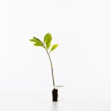 Sweet chestnut sapling Sweet chestnut sapling