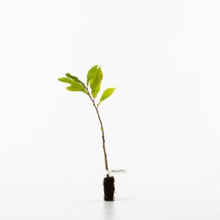Sweet chestnut sapling