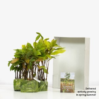 45 sweet chestnut sapling