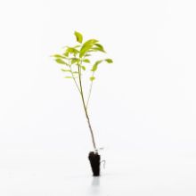 walnut sapling walnut sapling