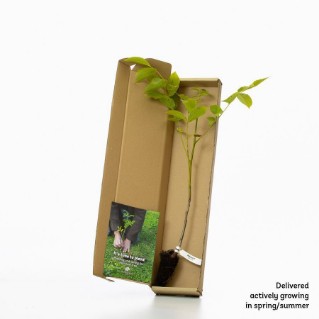 walnut sapling in a box