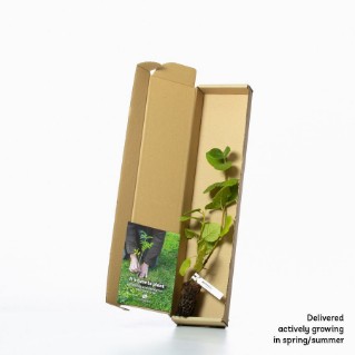 Wayfaring sapling in a box