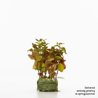 15 wayfaring saplings