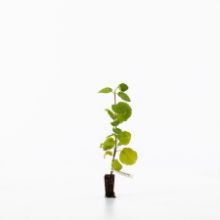 wayfaring sapling wayfaring sapling