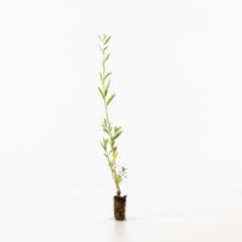 White willow sapling White willow sapling