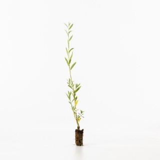 White willow sapling